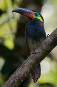 Guianan Toucanet