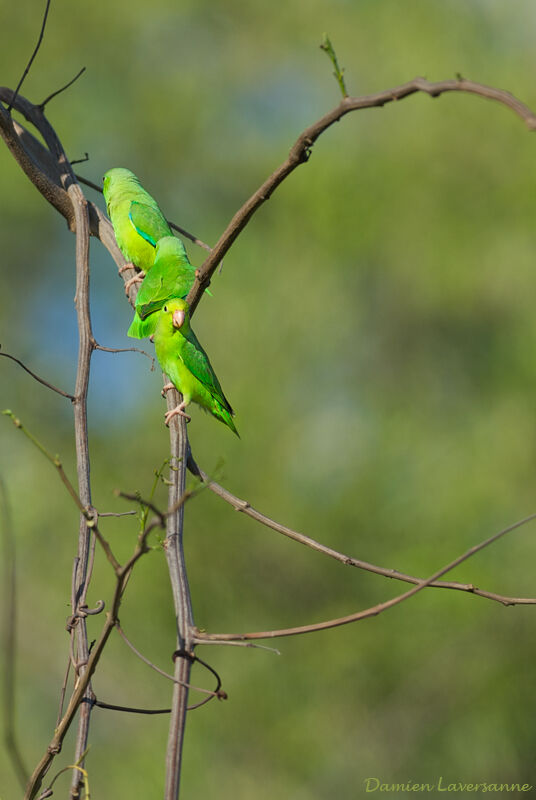 Green-rumped Parrotlet