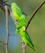 Green-rumped Parrotlet