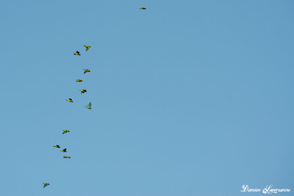 Golden-winged Parakeet