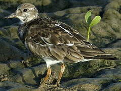 Ruddy Turnstone