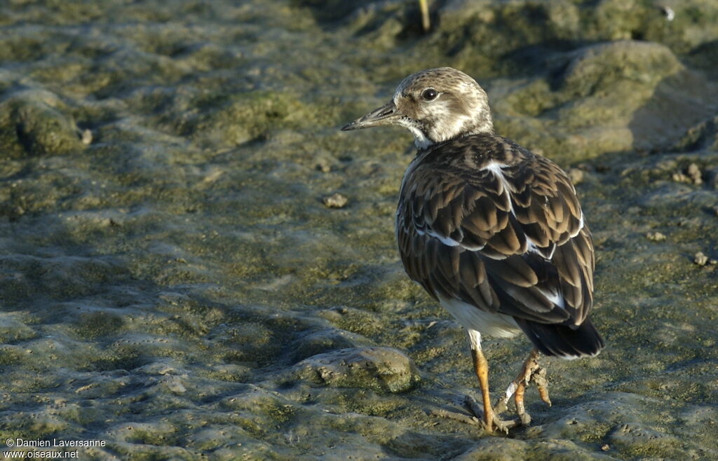 Ruddy Turnstone