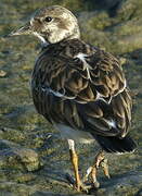 Ruddy Turnstone