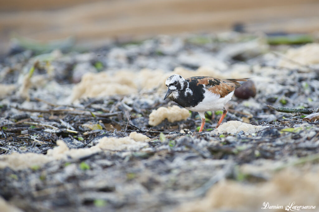 Ruddy Turnstone