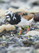 Ruddy Turnstone