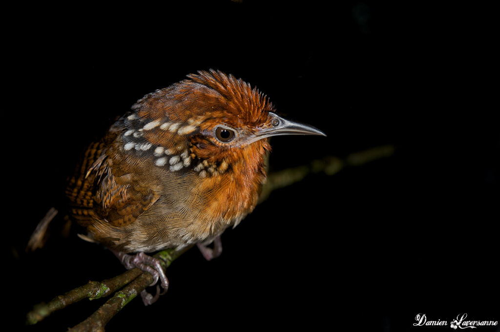 Musician Wren