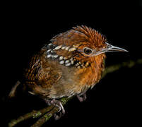 Musician Wren