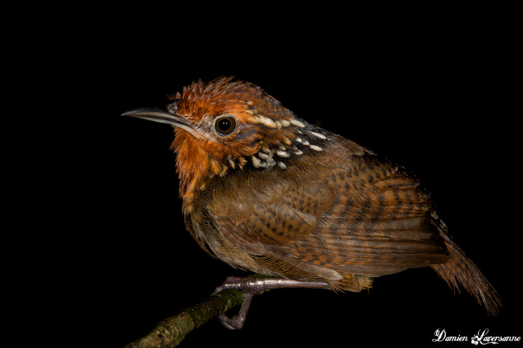 Musician Wren