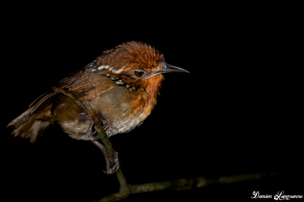 Musician Wren