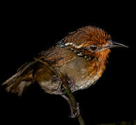 Musician Wren