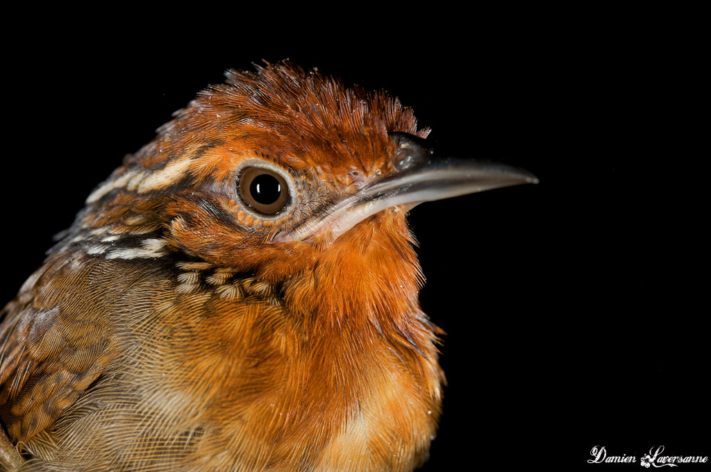 Musician Wren