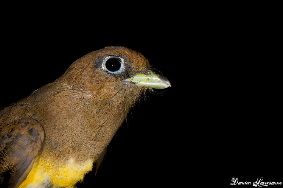 Amazonian Black-throated Trogon