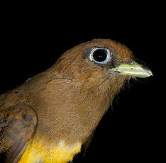 Trogon aurore