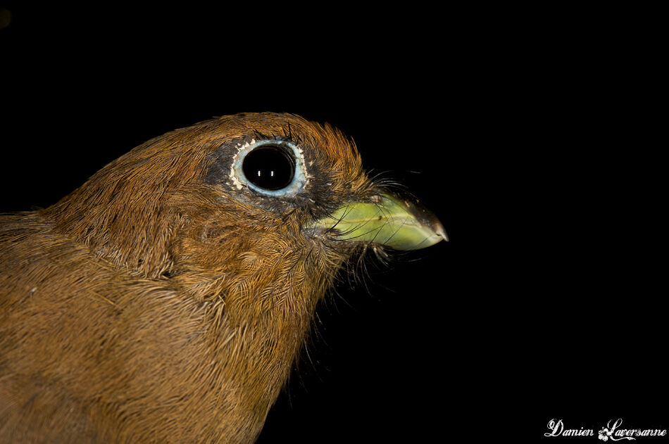 Trogon aurore