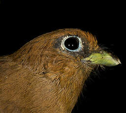 Trogon aurore