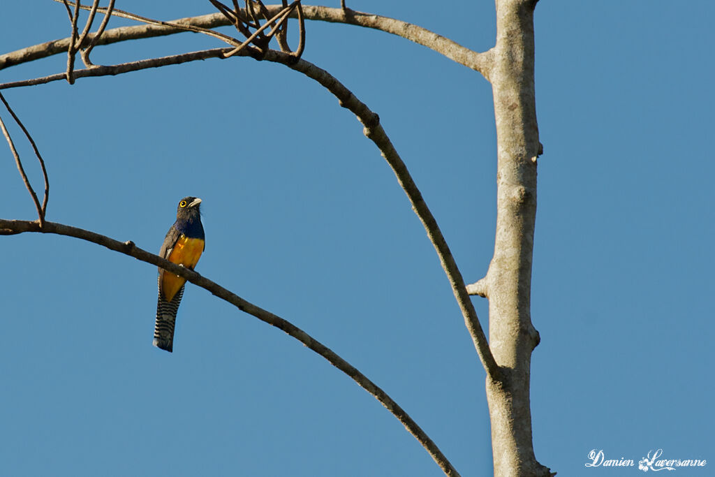 Trogon violacé