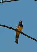 Guianan Trogon