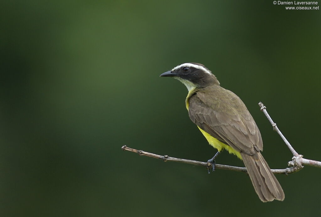 Rusty-margined Flycatcher