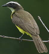 Rusty-margined Flycatcher