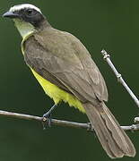 Rusty-margined Flycatcher