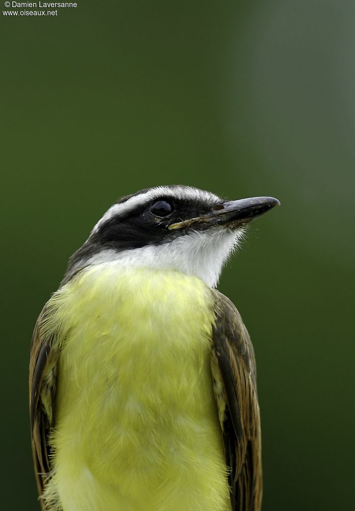 Rusty-margined Flycatcher