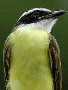 Rusty-margined Flycatcher