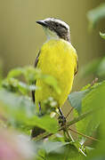 Rusty-margined Flycatcher