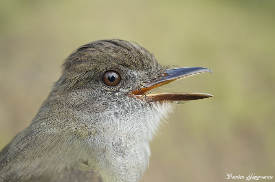 Short-crested Flycatcher