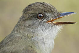 Short-crested Flycatcher