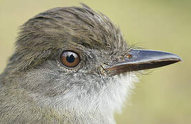 Short-crested Flycatcher