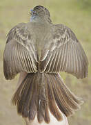 Short-crested Flycatcher