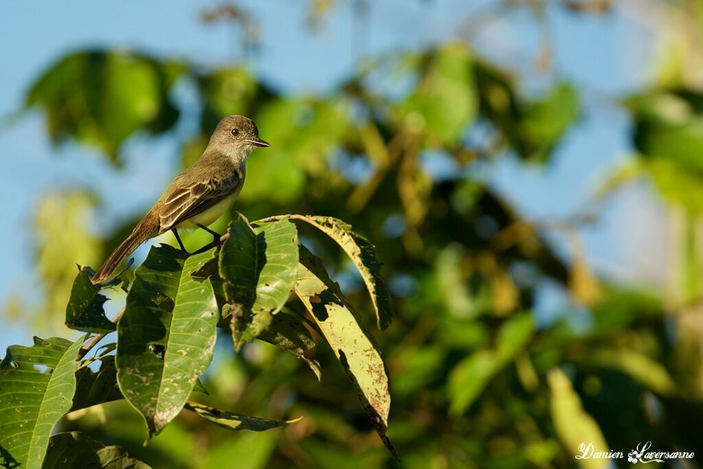 Short-crested Flycatcher