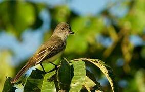 Short-crested Flycatcher