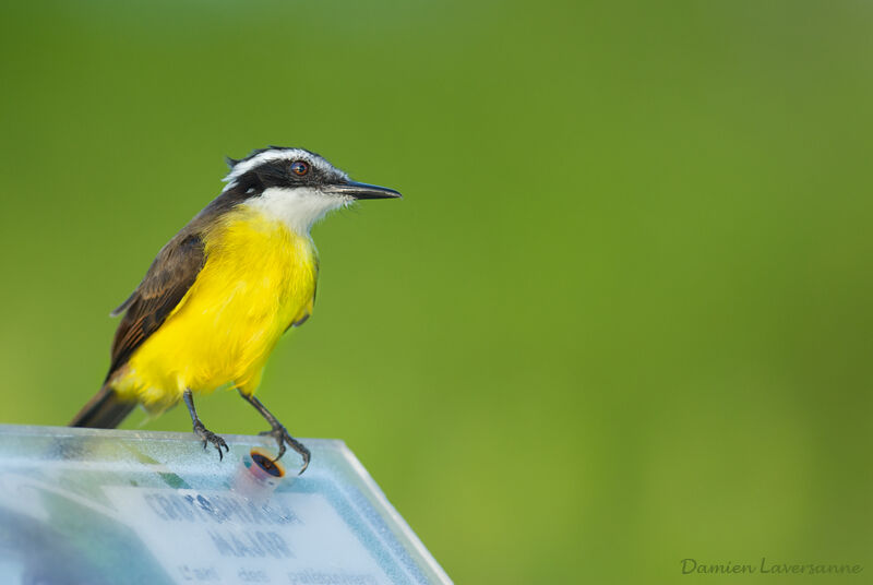 Lesser Kiskadee