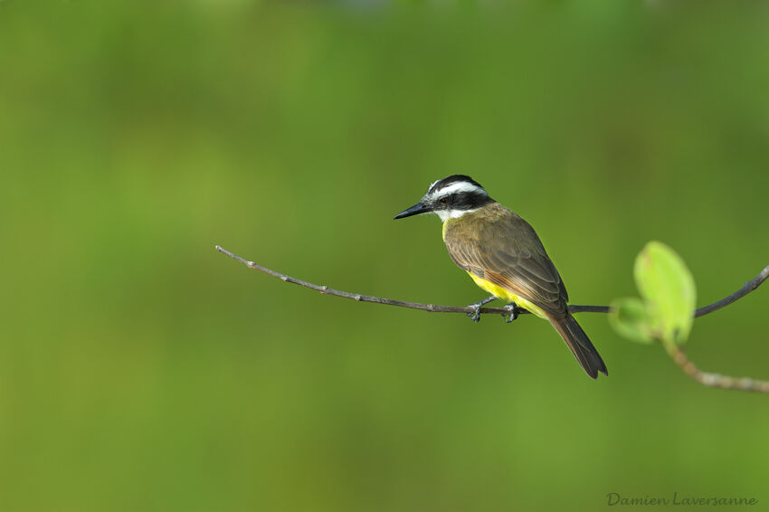 Lesser Kiskadee