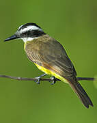 Lesser Kiskadee