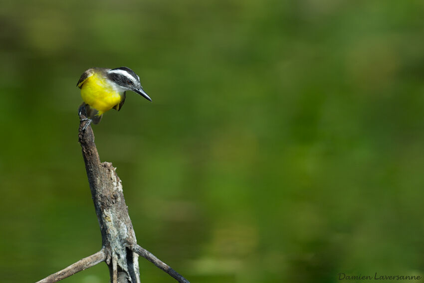 Lesser Kiskadee