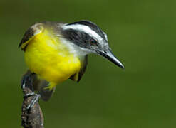 Lesser Kiskadee