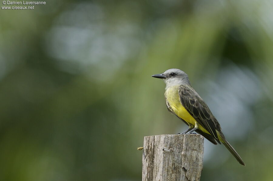 Tropical Kingbird