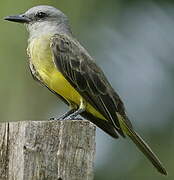 Tropical Kingbird