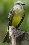 Tropical Kingbird