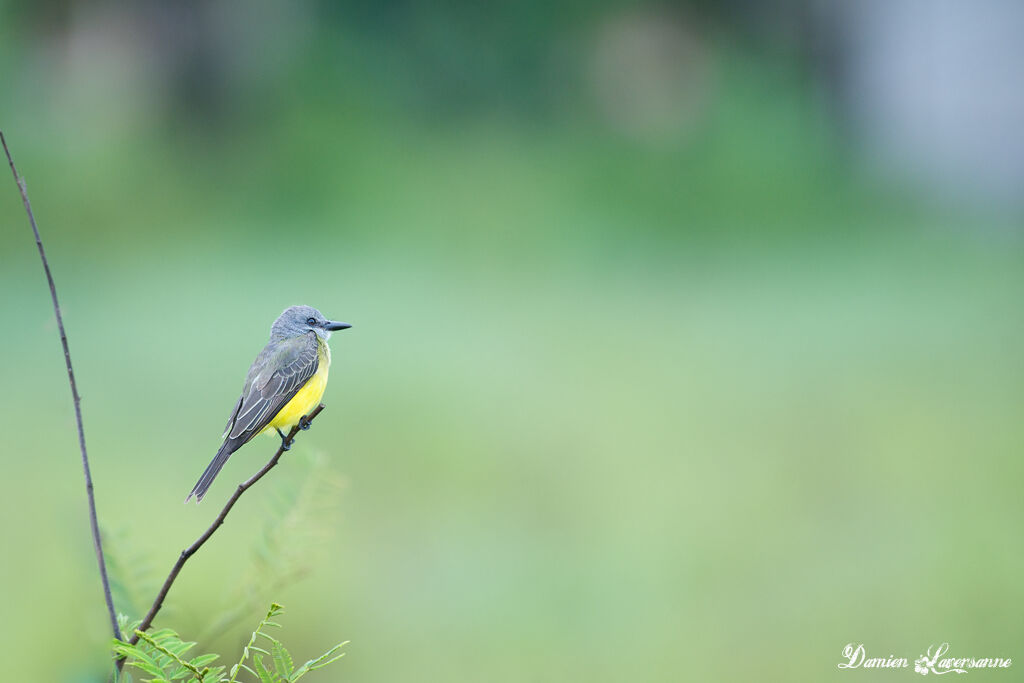 Tropical Kingbird