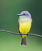 Tropical Kingbird