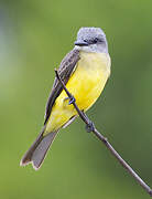 Tropical Kingbird