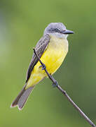 Tropical Kingbird