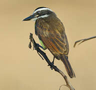 Great Kiskadee