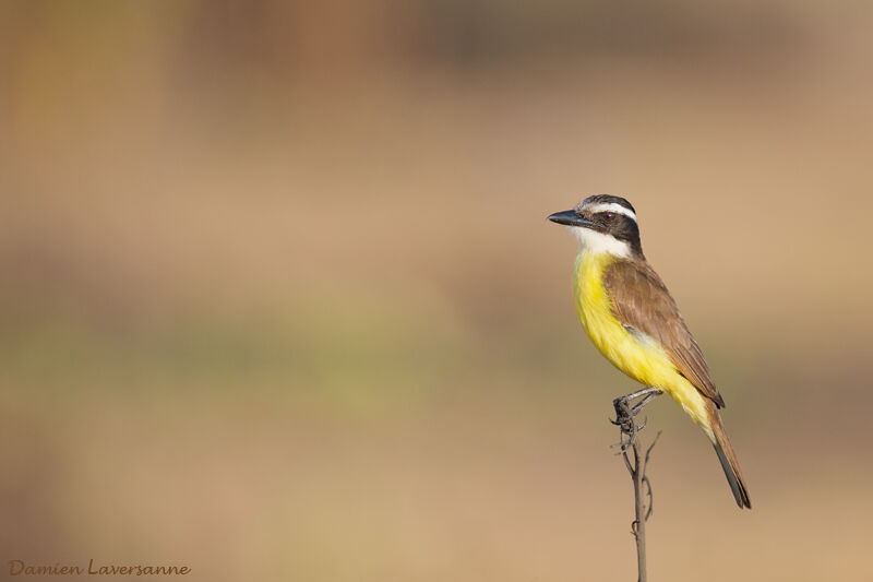 Great Kiskadee