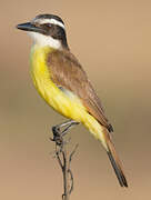 Great Kiskadee