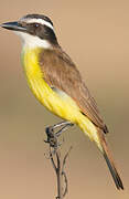 Great Kiskadee