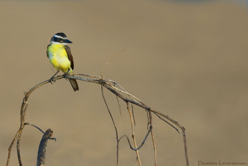 Great Kiskadee, identification